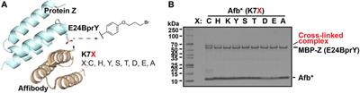 Uncover New Reactivity of Genetically Encoded Alkyl Bromide Non-Canonical Amino Acids